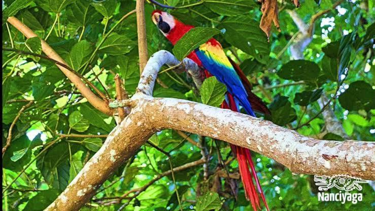 Cabanas Ixaya Catemaco Eksteriør billede